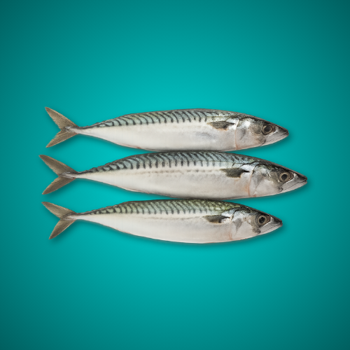 KA SONS SEA WATER FISH Mackerel (big) - ₹210/kg