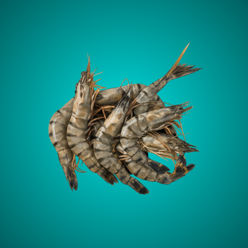 ALIF SEA WATER FISH Tiger Prawns big