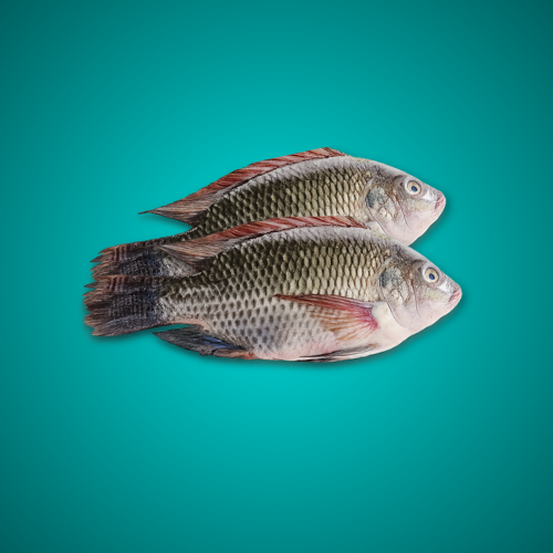 KA SONS FRESH WATER FISH  Tilapia (medium)