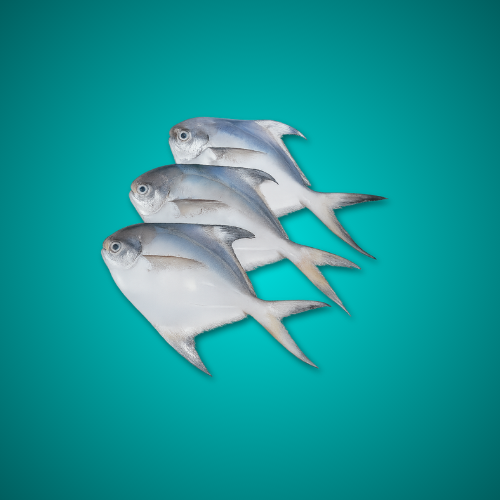 ALIF SEA WATER FISH Pomfret big